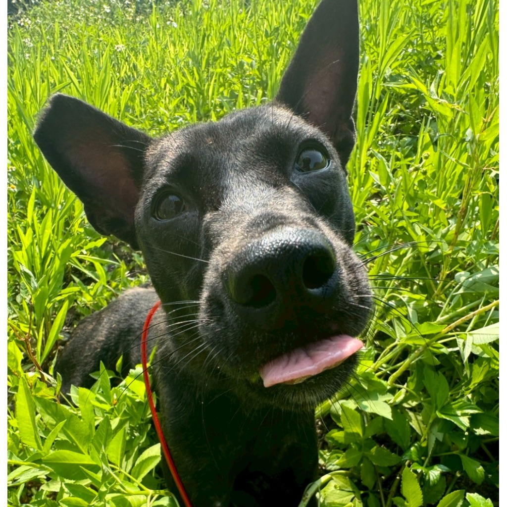 Photo of No. QAAAG1140222001, Adult · Female · Medium · Mixed breed