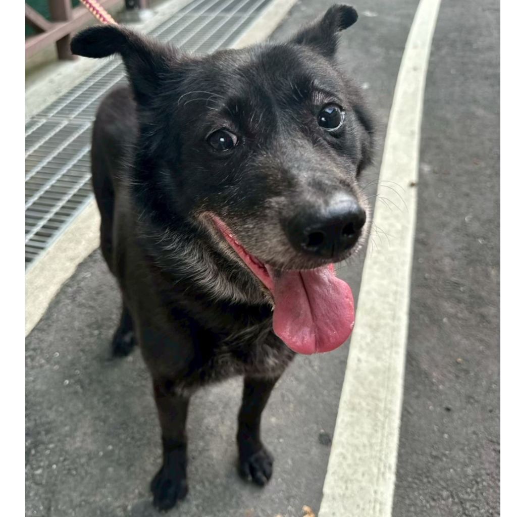 Photo of No. QAAAG1110721001, Adult · Male · Large · Mixed breed