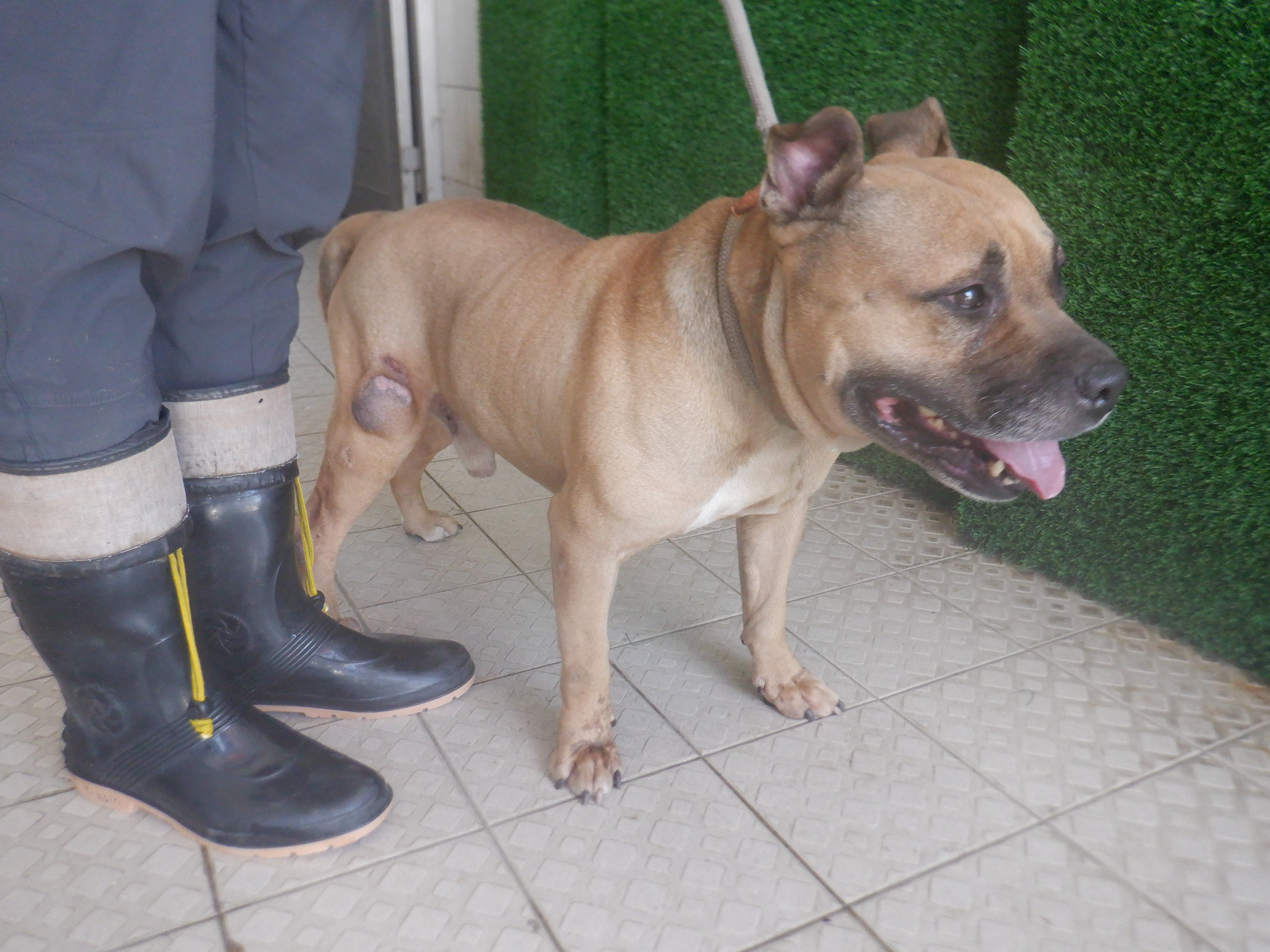 Photo of No. HAAAG1140814822, Adult · Male · Medium · American Bully