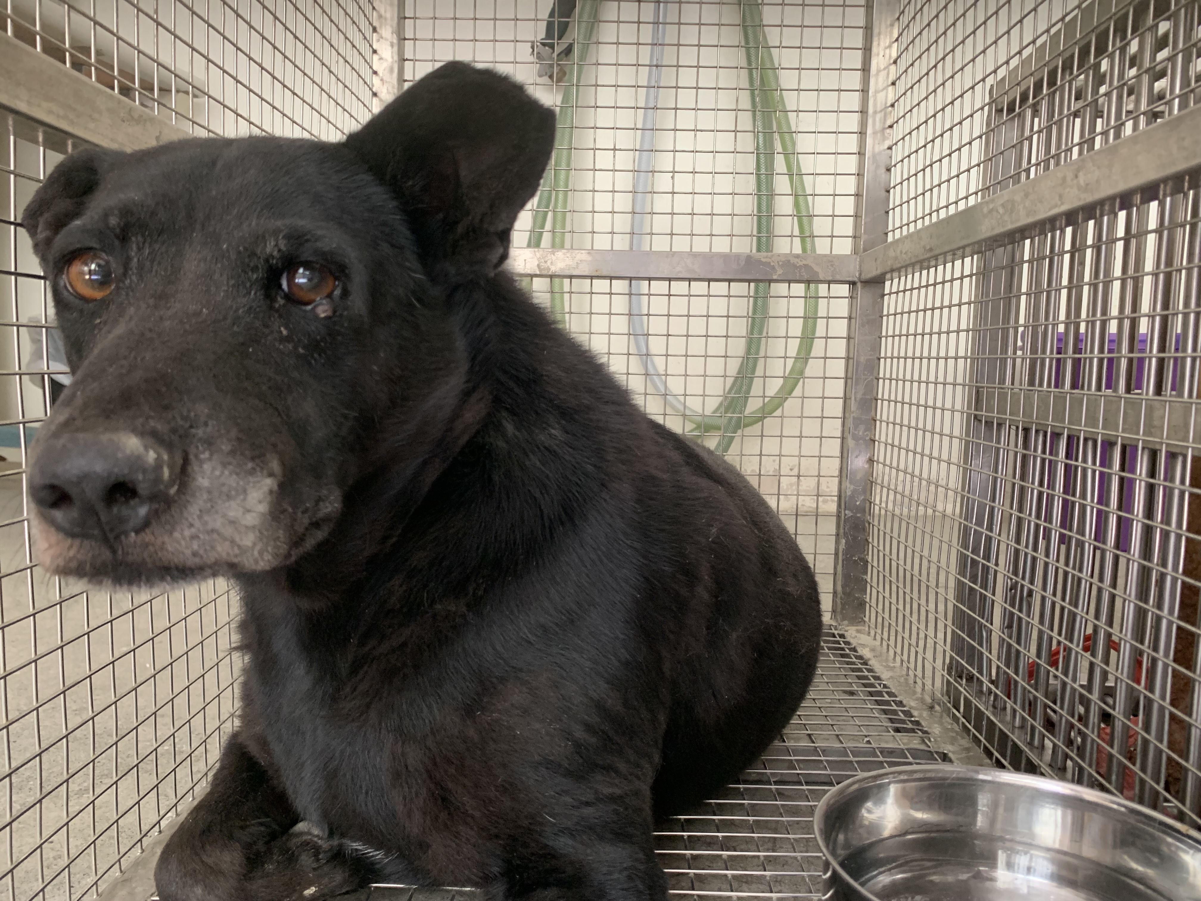 Photo of No. VAAAG114081507, Adult · Male · Medium · Mixed breed
