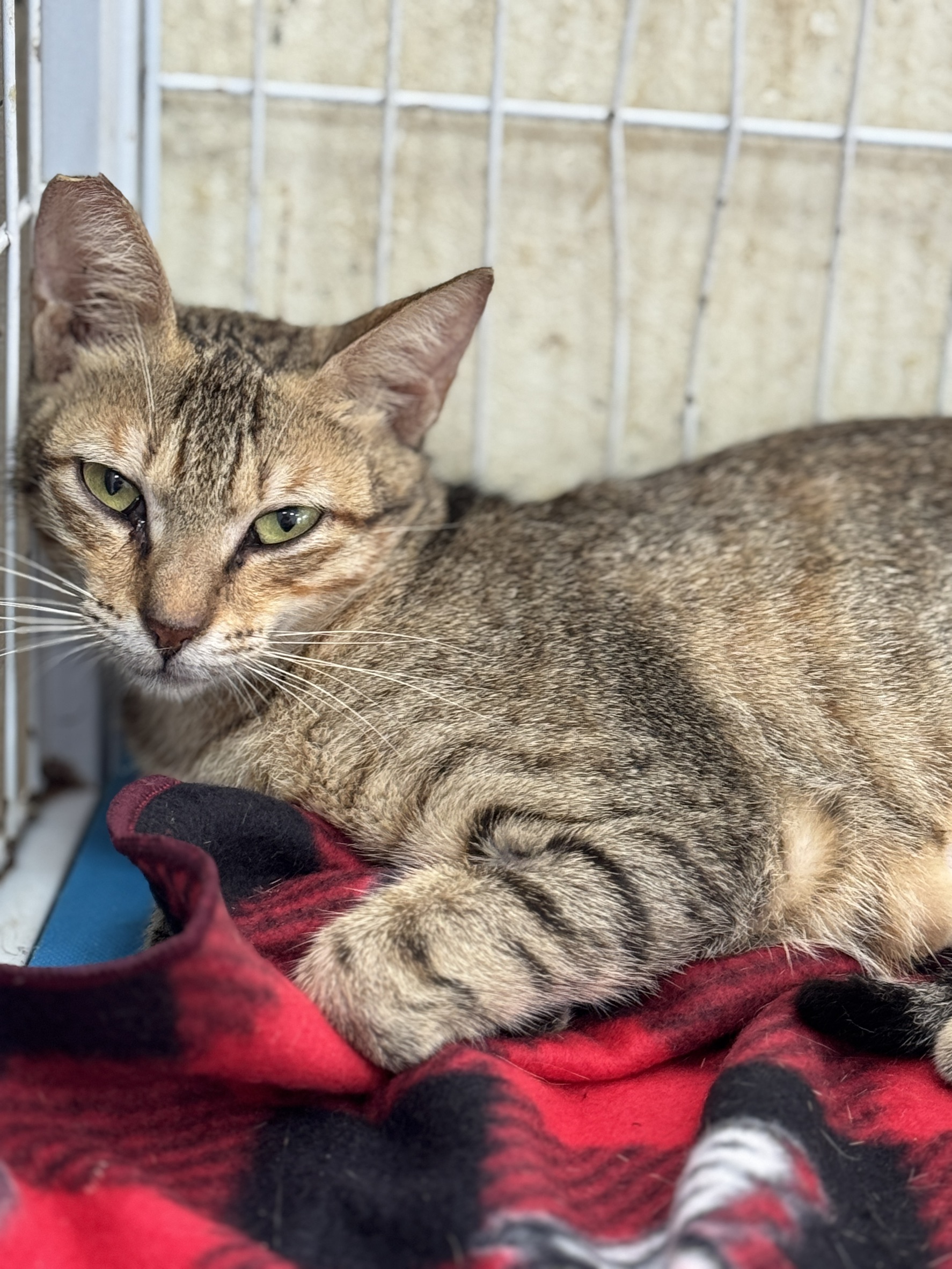 Photo of No. EAAAG1140815006, Adult · Female · Large · Mixed breed