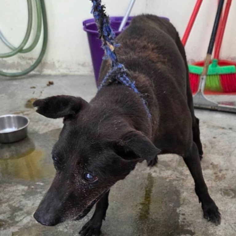 Photo of No. VAAAG114081706, Adult · Female · Medium · Mixed breed