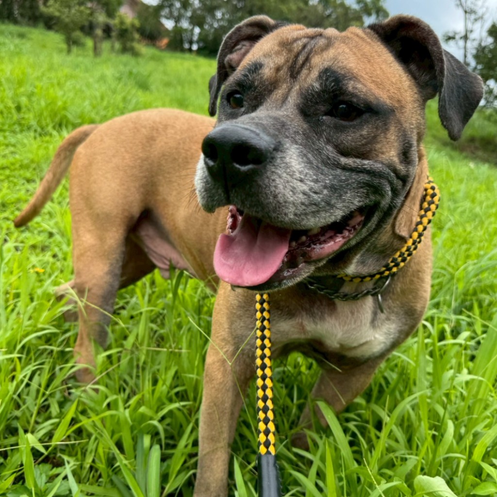 Photo of No. QAAAG1140605001, Adult · Male · Large · American Pit Bull Terrier