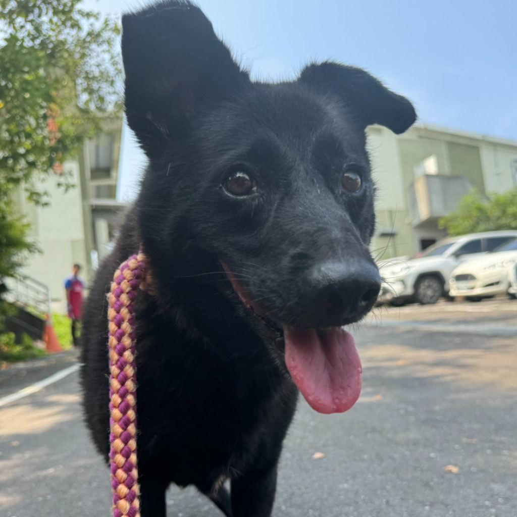 Photo of No. QAAAG1130814002, Adult · Female · Medium · Mixed breed
