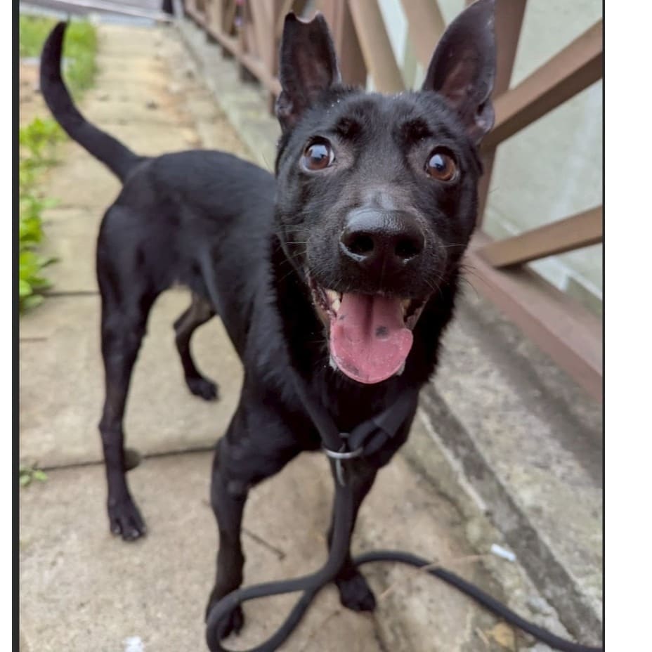 Photo of No. QAAAG1130910001, Adult · Female · Medium · Mixed breed