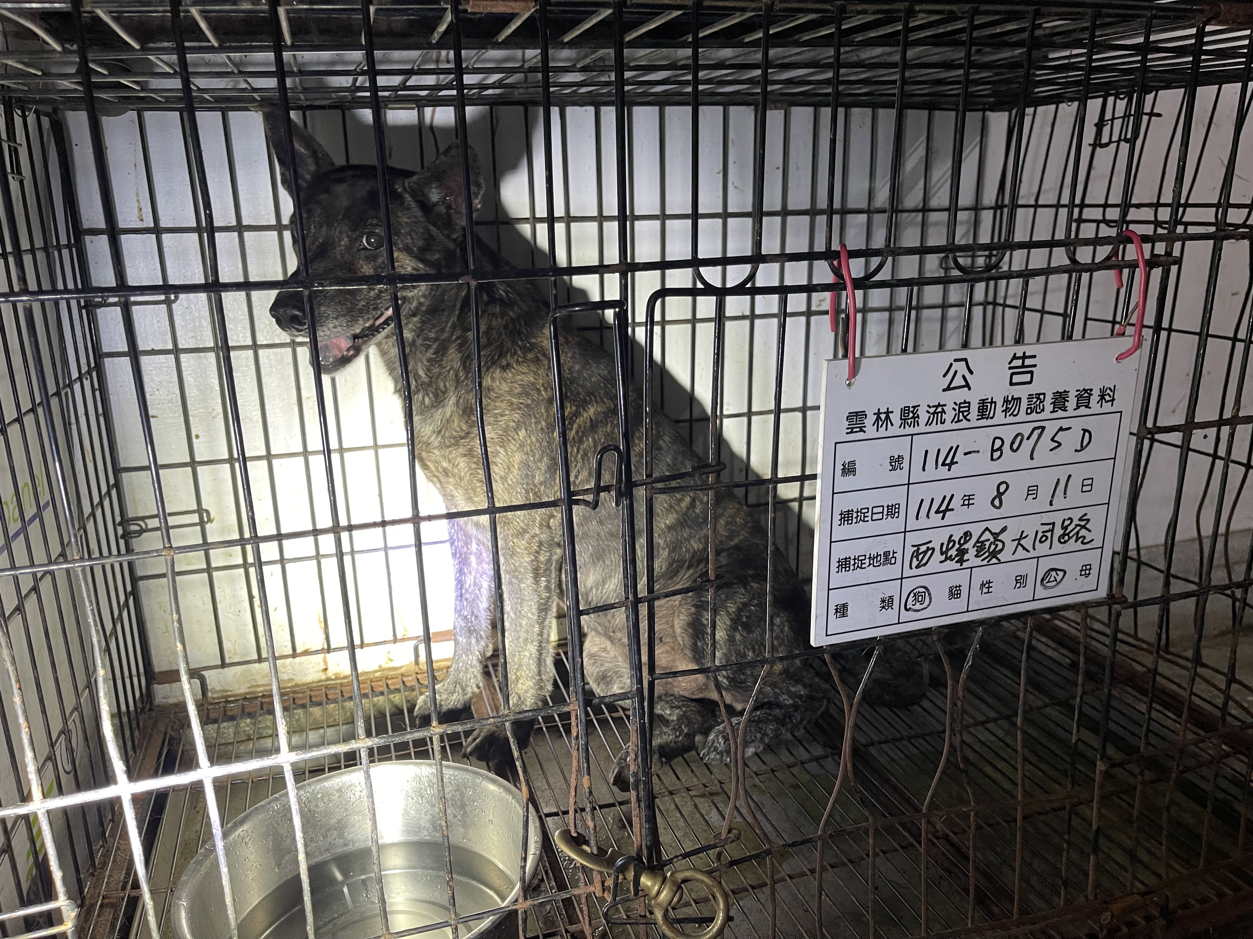 Photo of No. 114-B075D, Adult · Male · Large · Mixed breed