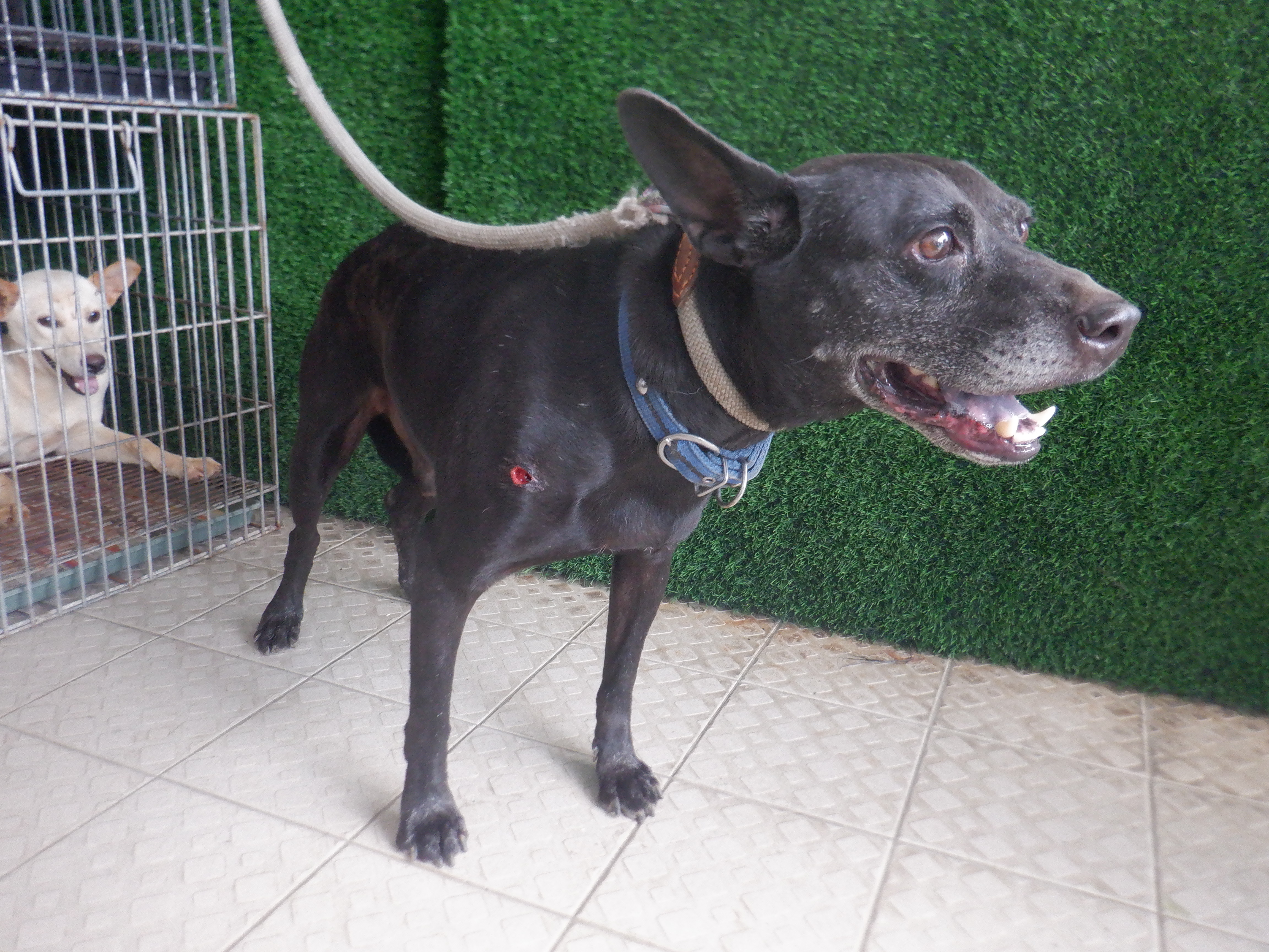 Black adult male mixed-breed dog, Medium, shelter no. …8765