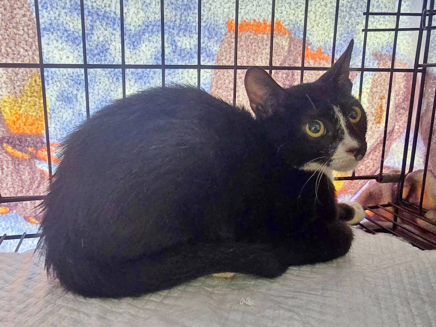 Photo of No. VAAAG114081804, Young · Female · Medium · Mixed breed