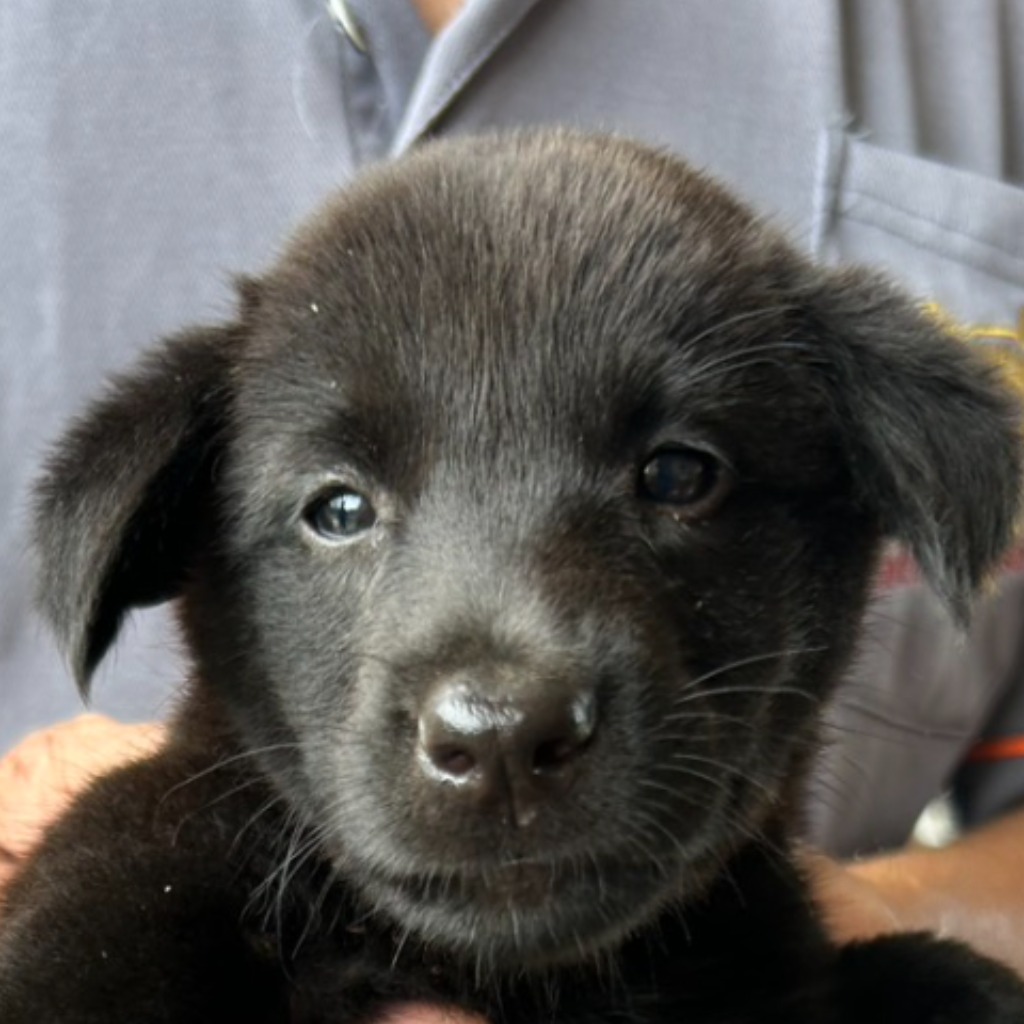 Photo of No. PAAAG1140818015, Young · Female · Small · Mixed breed