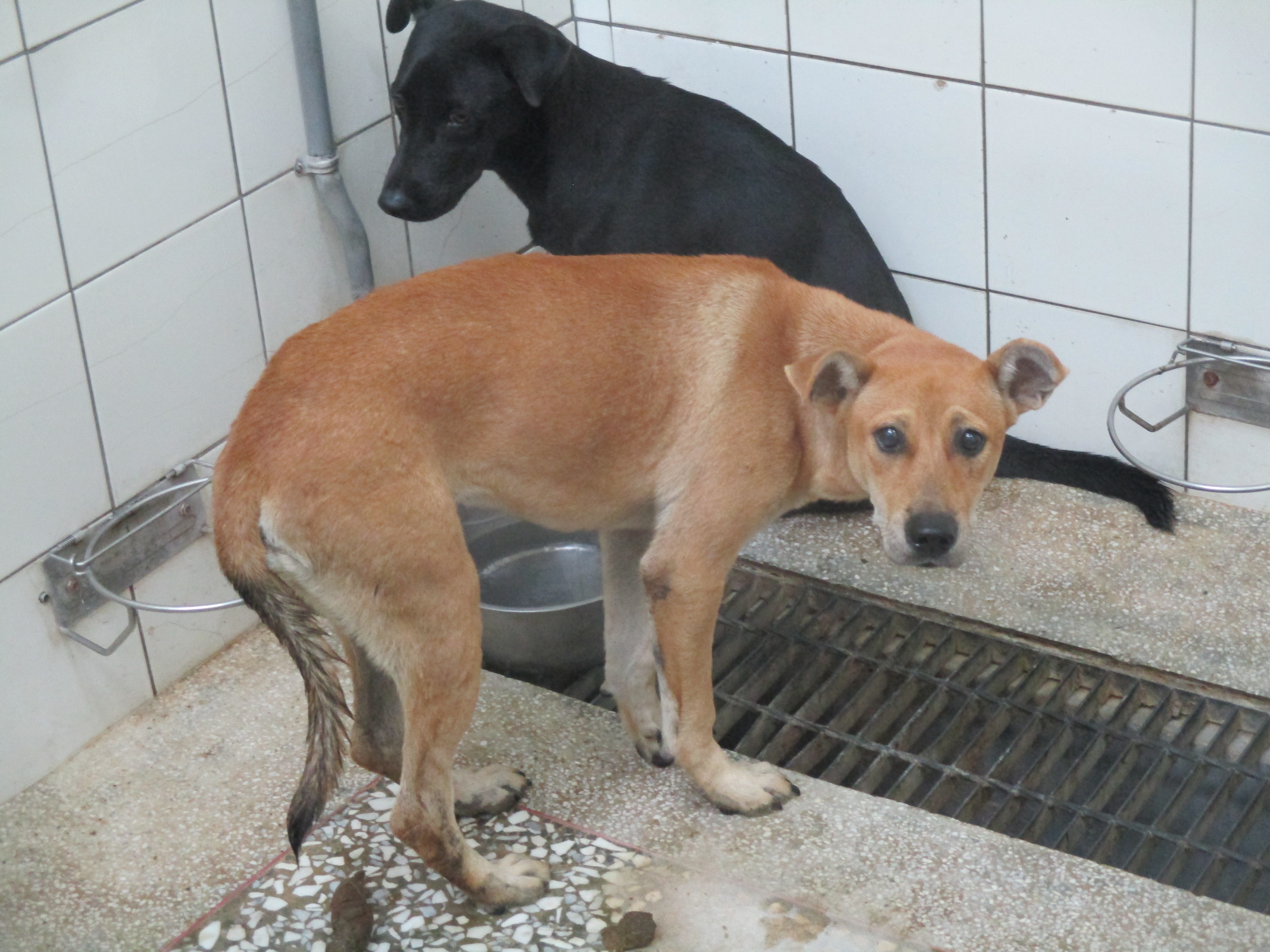 Photo of No. LAAAG1140604A25-1, Adult · Female · Medium · Mixed breed