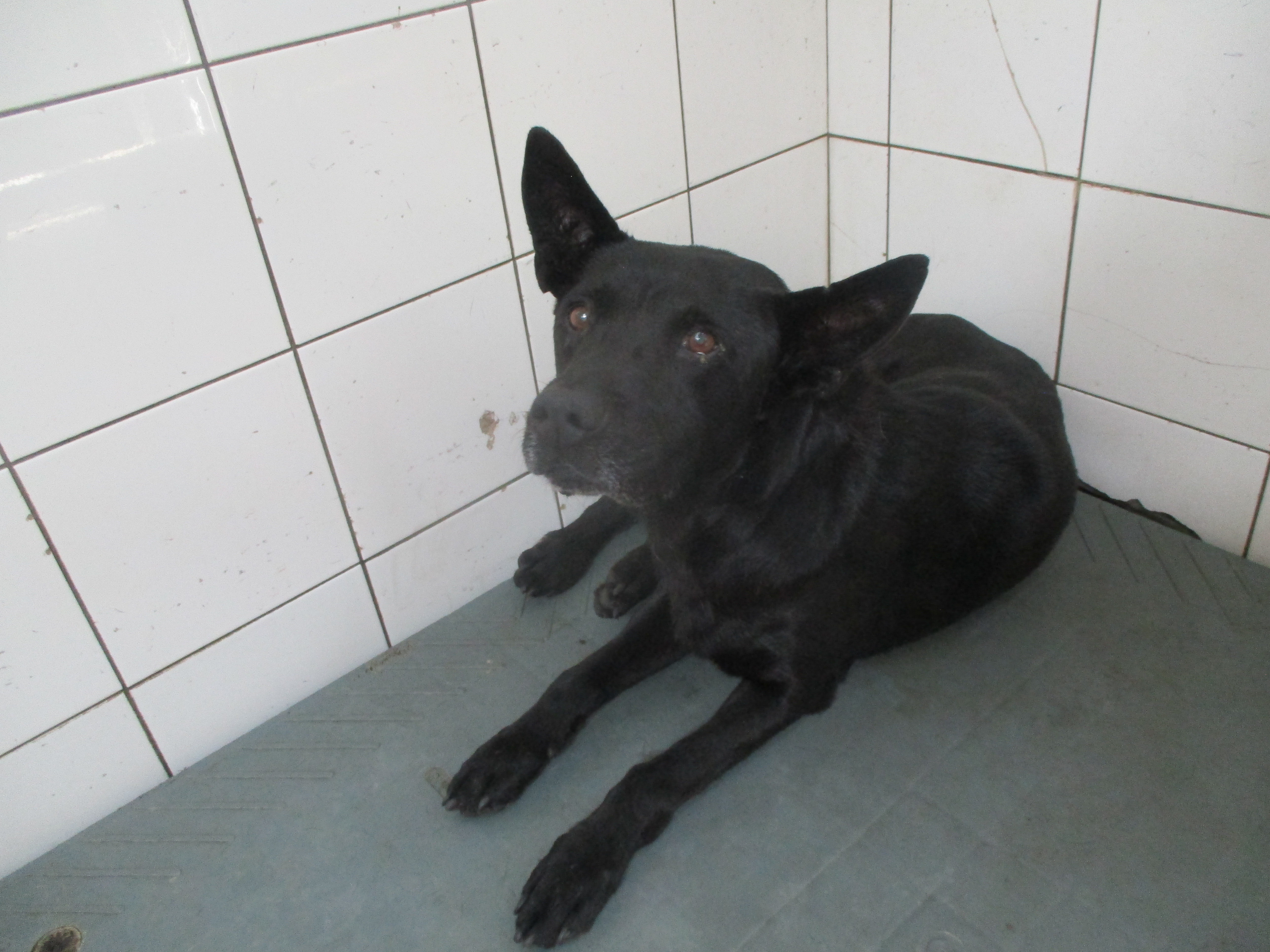 Photo of No. LAAAG1140605A24, Adult · Male · Large · Mixed breed