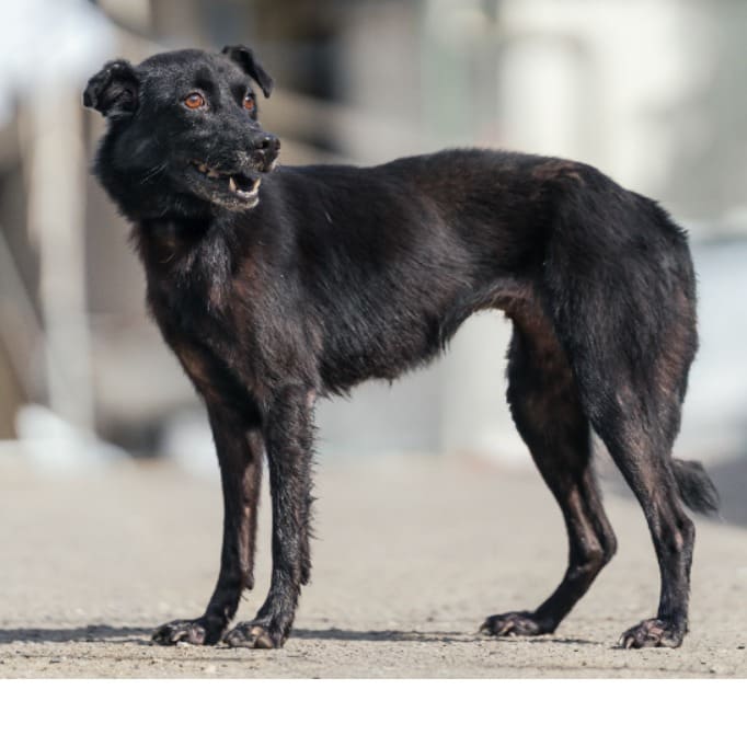 Black adult female mixed-breed dog, Medium, shelter no. …2201