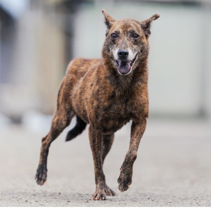 Photo of No. AAAEG106032803, Adult · Female · Medium · Mixed breed