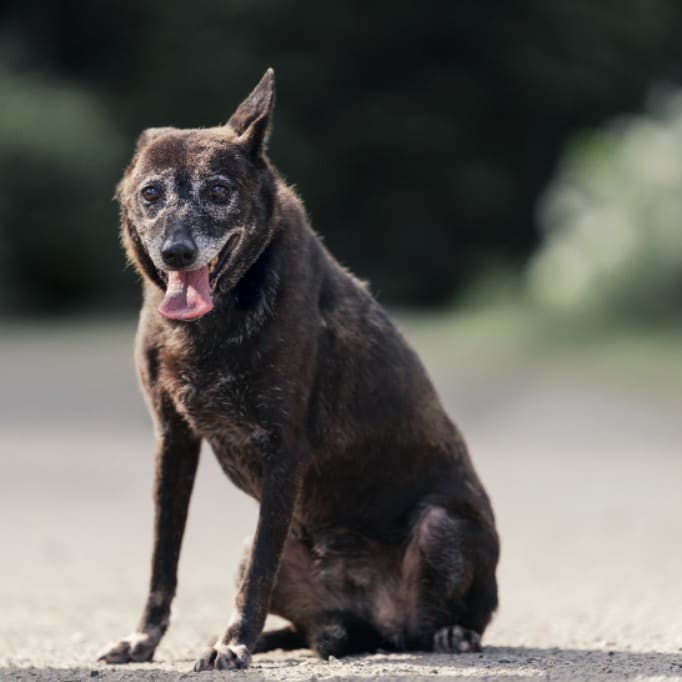 Photo of No. AAAEG106062201, Adult · Female · Medium · Mixed breed