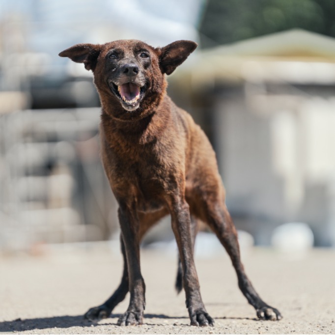 Photo of No. AAAEG1080216004, Adult · Female · Medium · Mixed breed