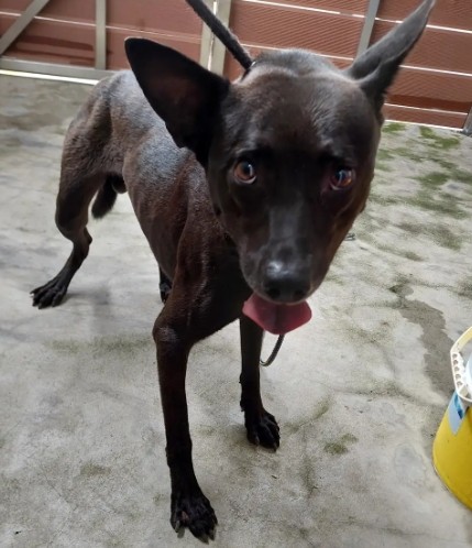 Black adult male mixed-breed dog, Medium, shelter no. …2007