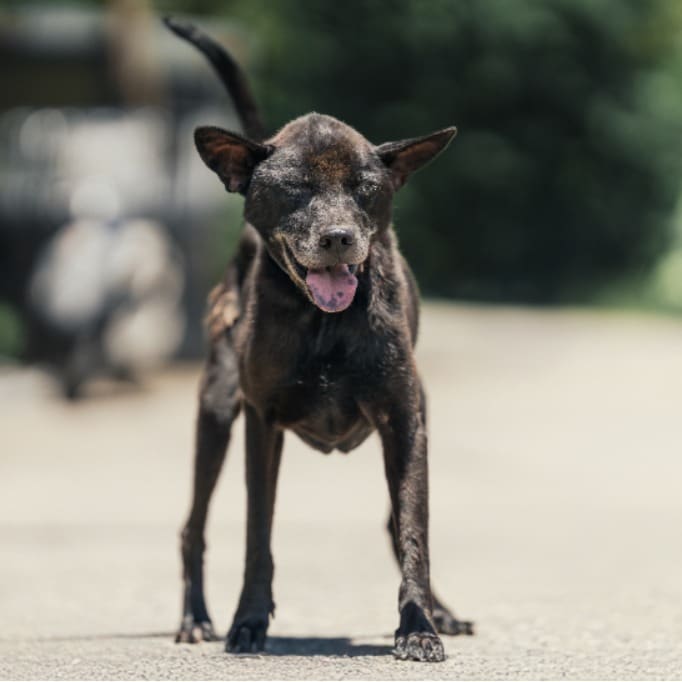 Photo of No. AAAEG1121218001, Adult · Male · Medium · Mixed breed