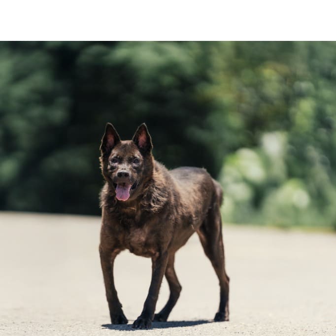 Photo of No. AAAEG1111118001, Adult · Male · Medium · Mixed breed