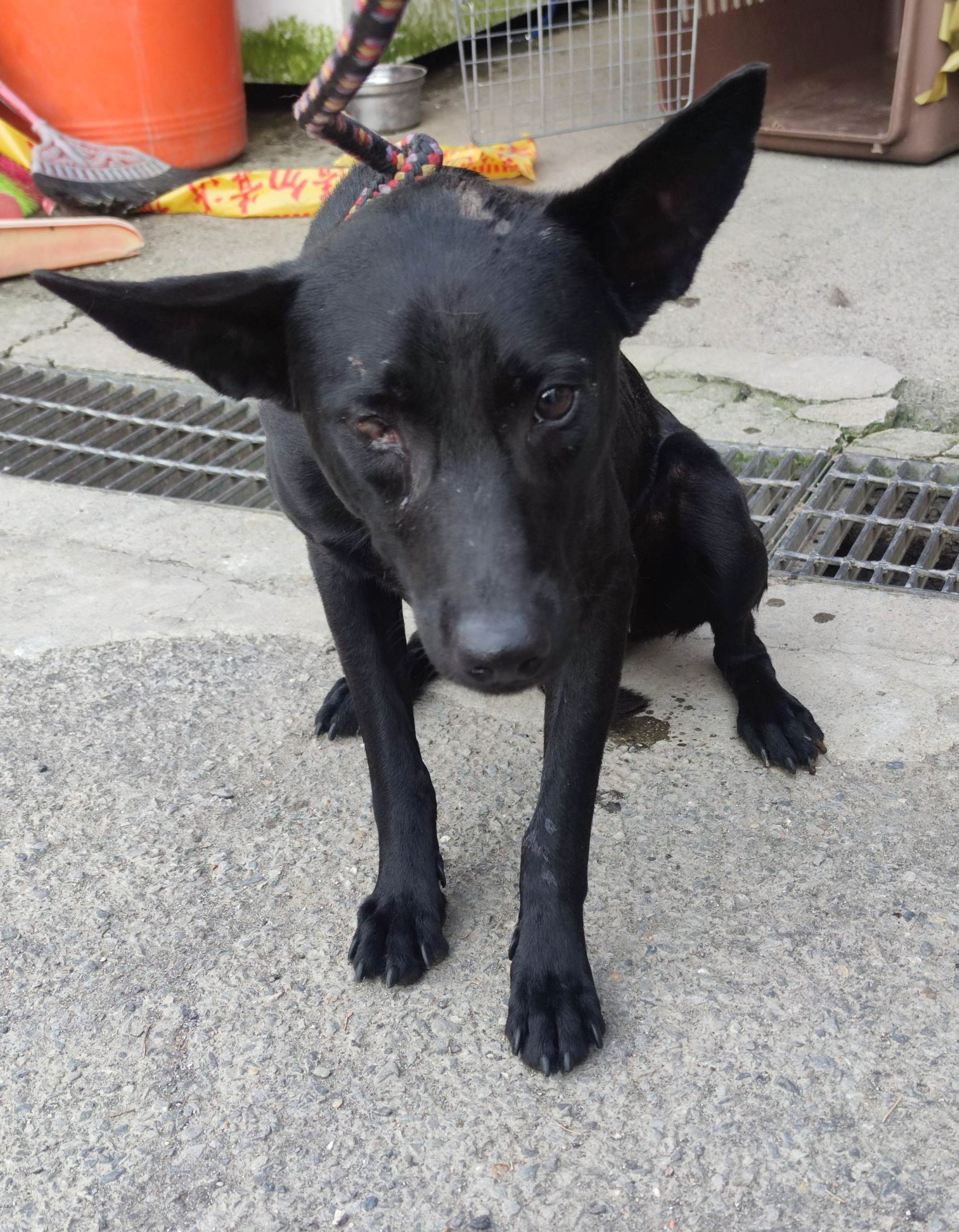 Photo of No. AAAEG1140823002, Adult · Male · Medium · Mixed breed
