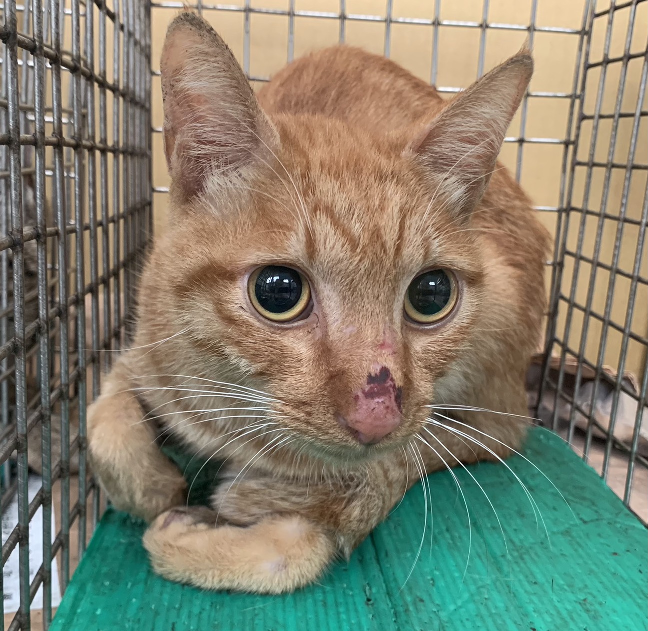 Photo of No. VAAAG114082606, Adult · Male · Small · Mixed breed
