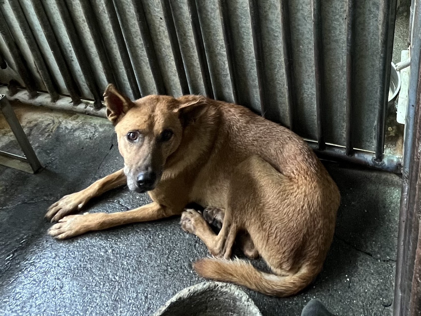 Photo of No. GAAAG1140827002, Adult · Male · Medium · Mixed breed