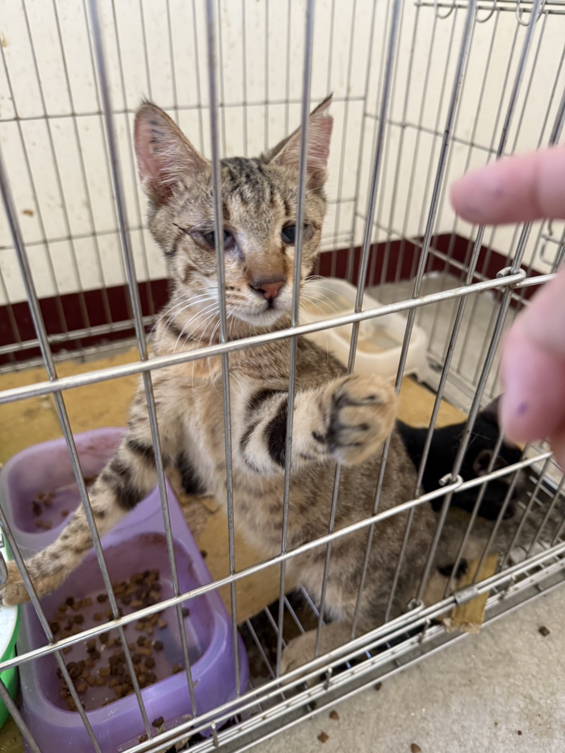 Adult male mixed-breed cat, Small, shelter no. …6C01