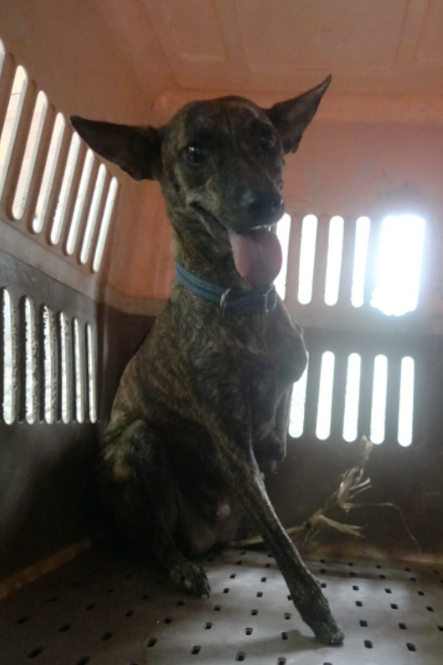 Photo of No. 1141485, Adult · Female · Medium · Mixed breed