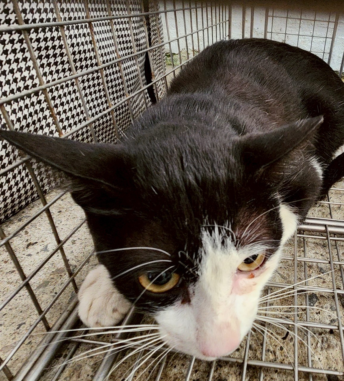 Photo of No. AAAJG1140827006, Adult · Female · Medium · Mixed breed