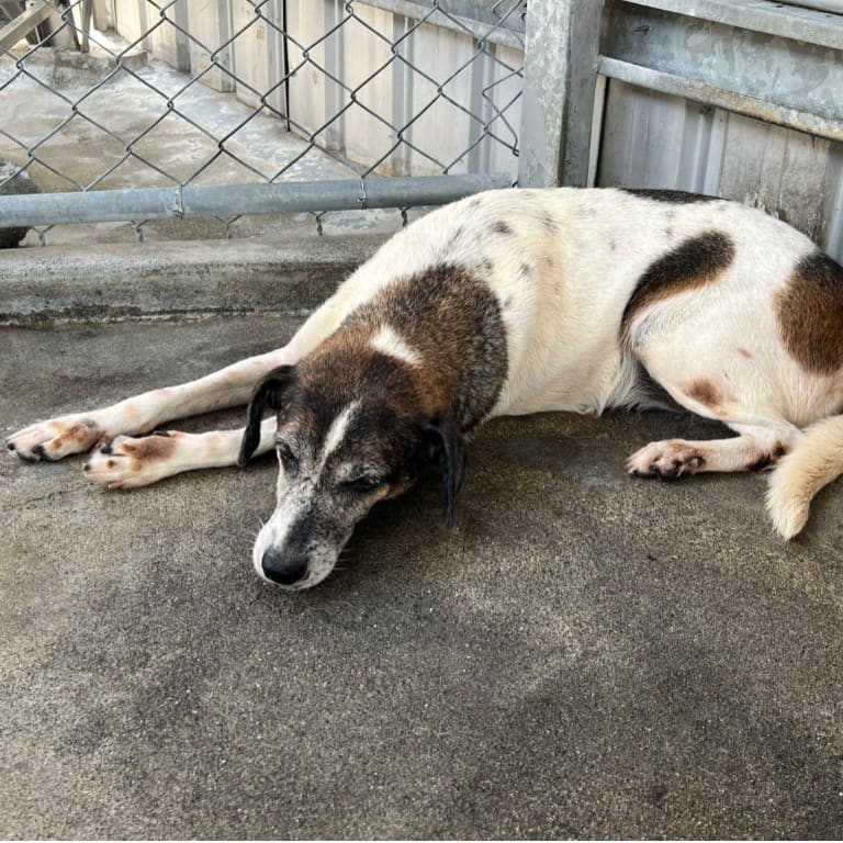 Black-and-white adult female mixed-breed dog, Large, shelter no. …019D