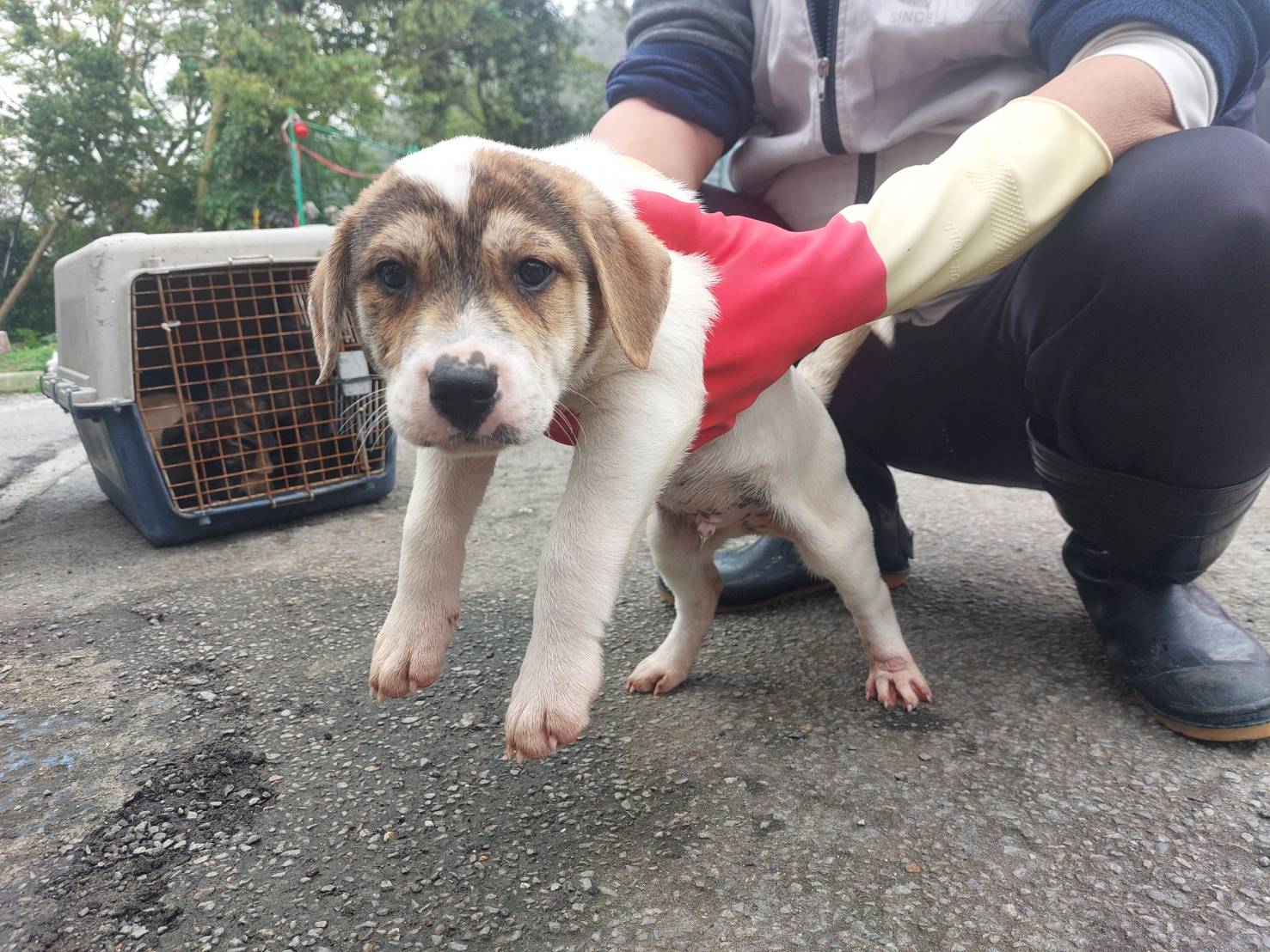 Photo of No. AAAEG1140830002, Young · Male · Medium · Mixed breed