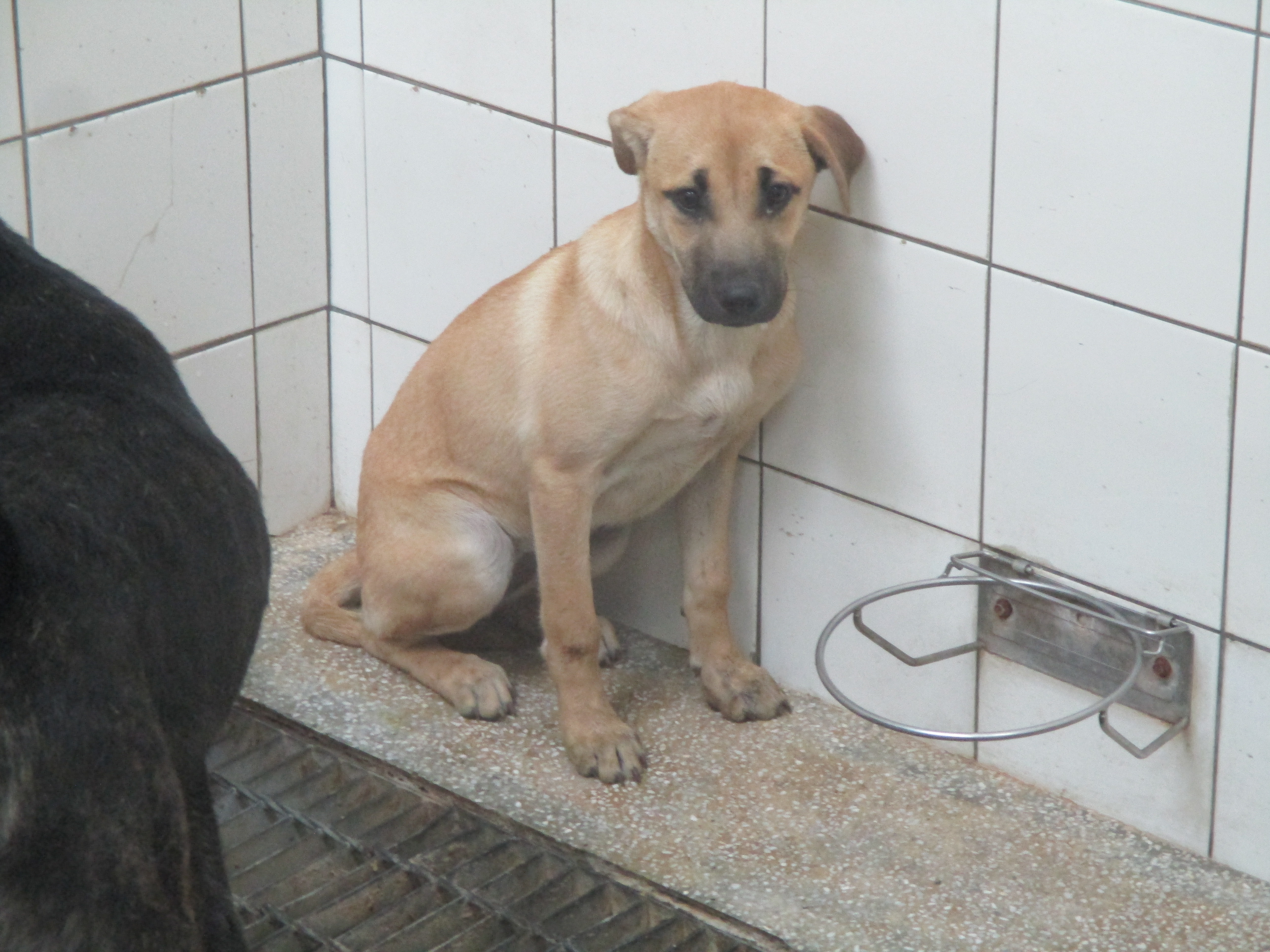 Photo of No. LAAAG1140308A25, Adult · Female · Medium · Mixed breed