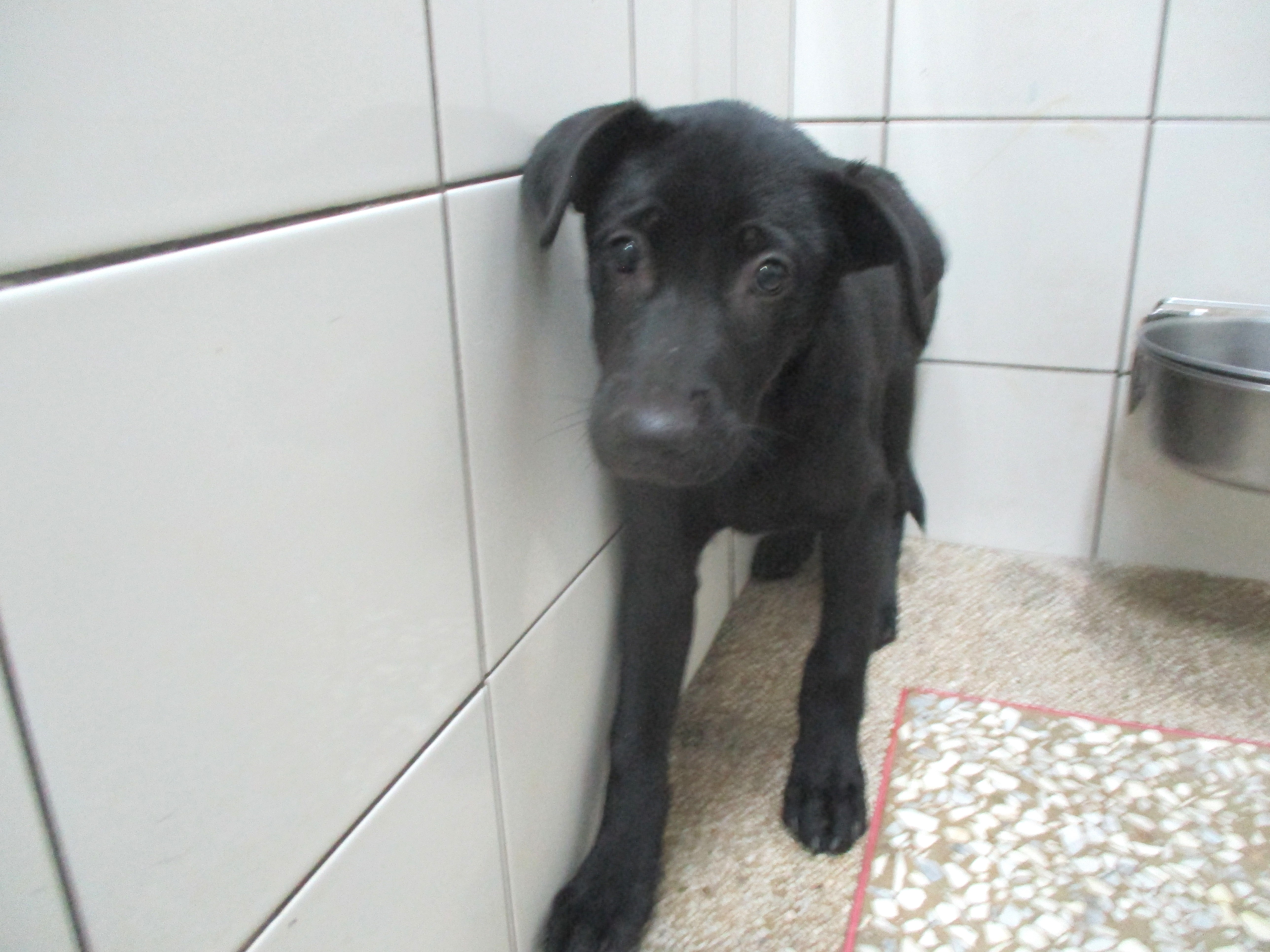 Photo of No. LAAAG1140407A23-1, Young · Male · Medium · Mixed breed