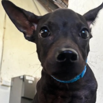 Photo of No. AAAHG1140901002, Young · Female · Medium · Mixed breed