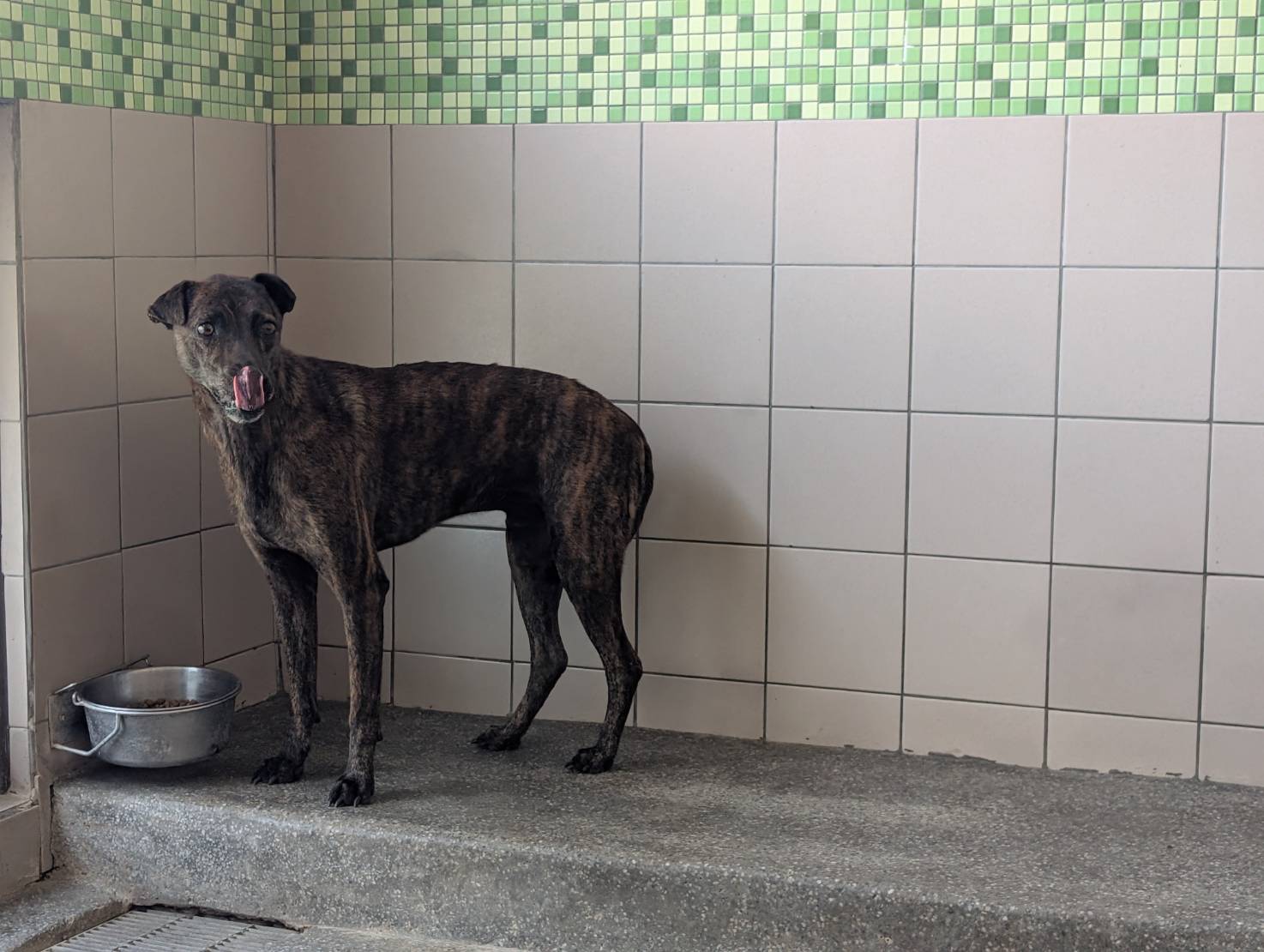 Photo of No. LAABG114070202, Adult · Male · Large · Mixed breed