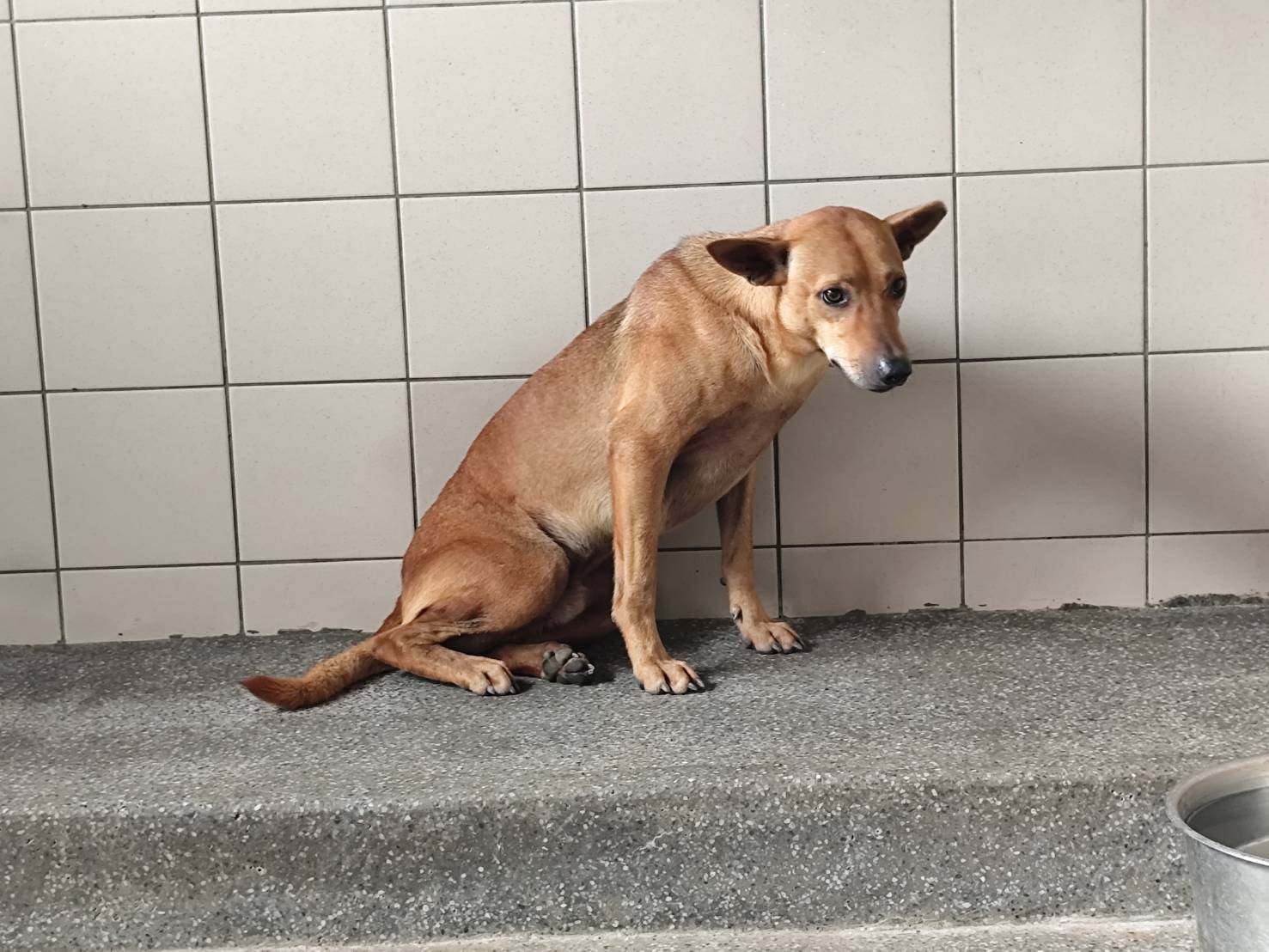 Photo of No. LAABG114071101, Adult · Male · Large · Mixed breed