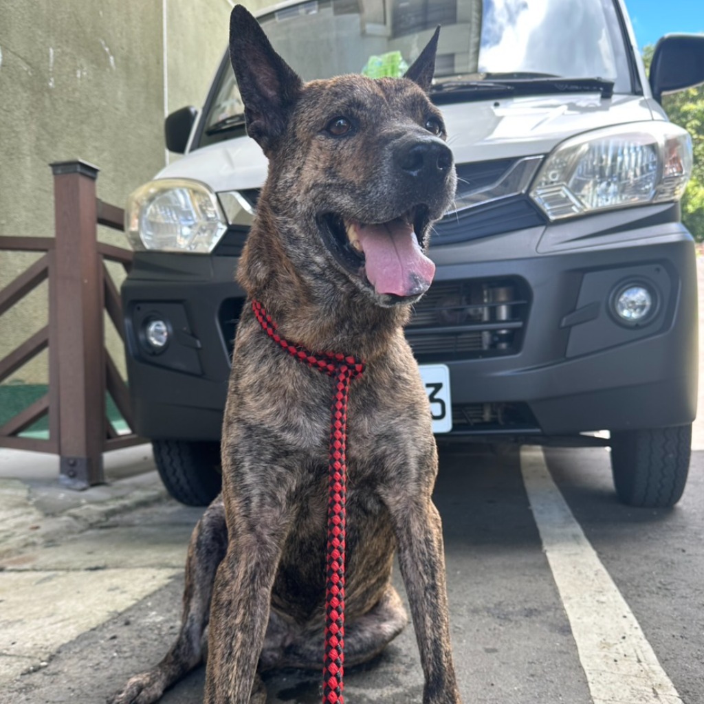 Tabby adult male mixed-breed dog, Medium, shelter no. …0002