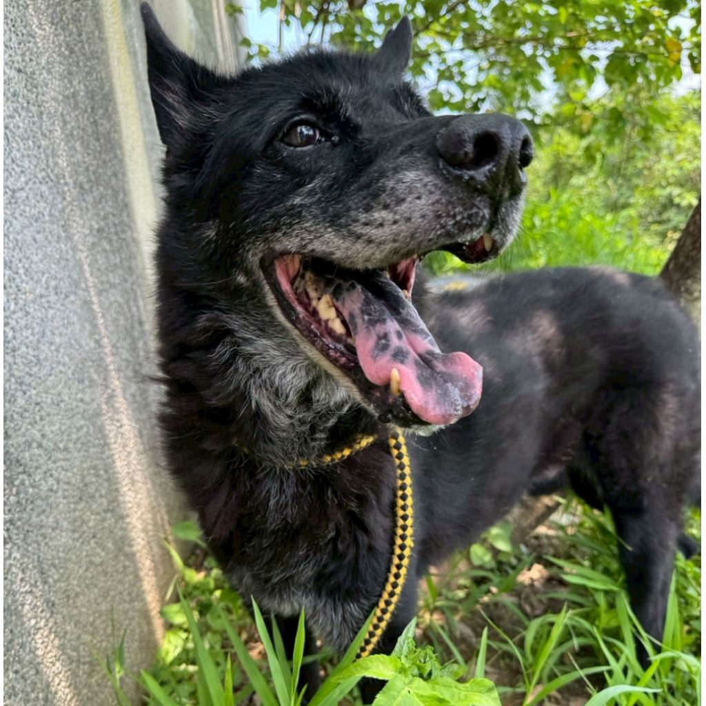 Photo of No. QAAAG1091229001, Adult · Male · Large · Mixed breed