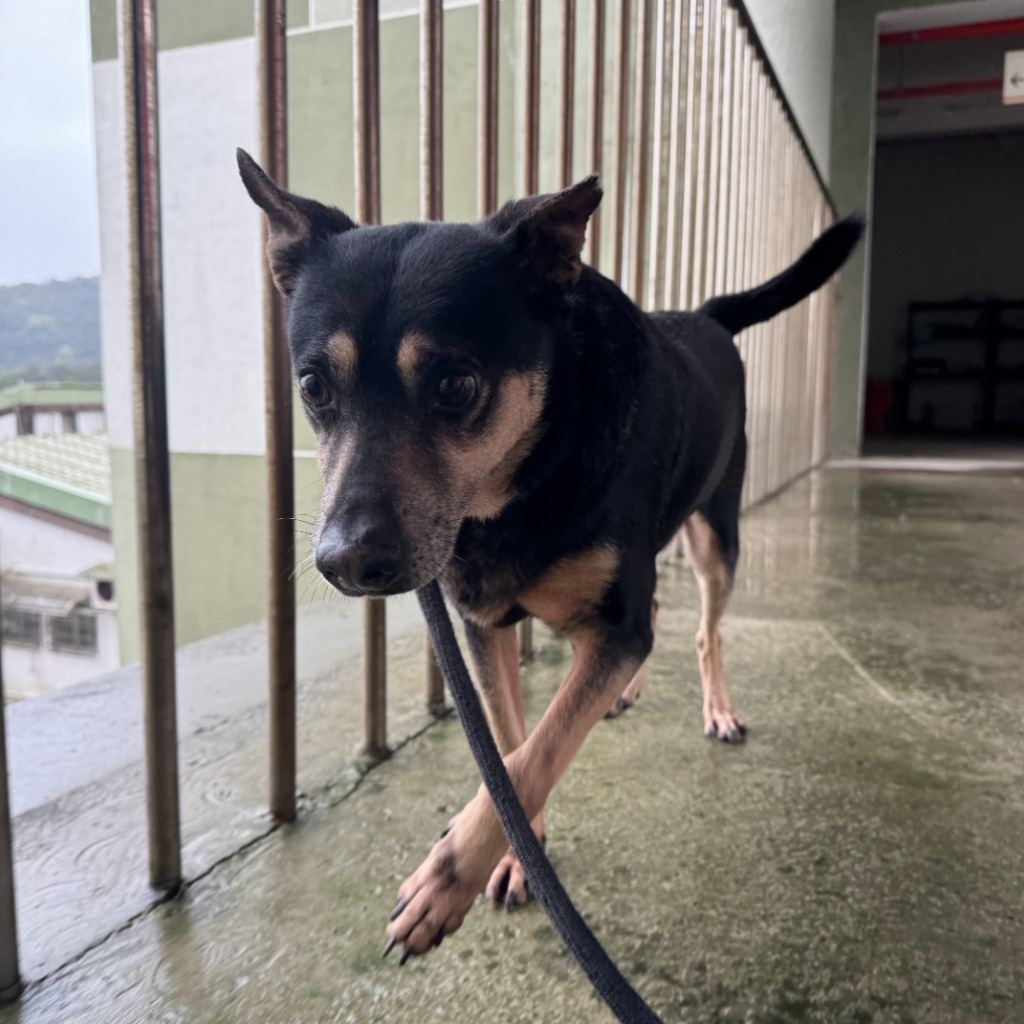 Black-and-tan adult male mixed-breed dog, Medium, shelter no. …1001