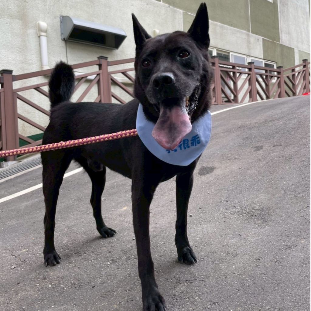 Photo of No. QAAAG1100510001, Adult · Male · Medium · Mixed breed