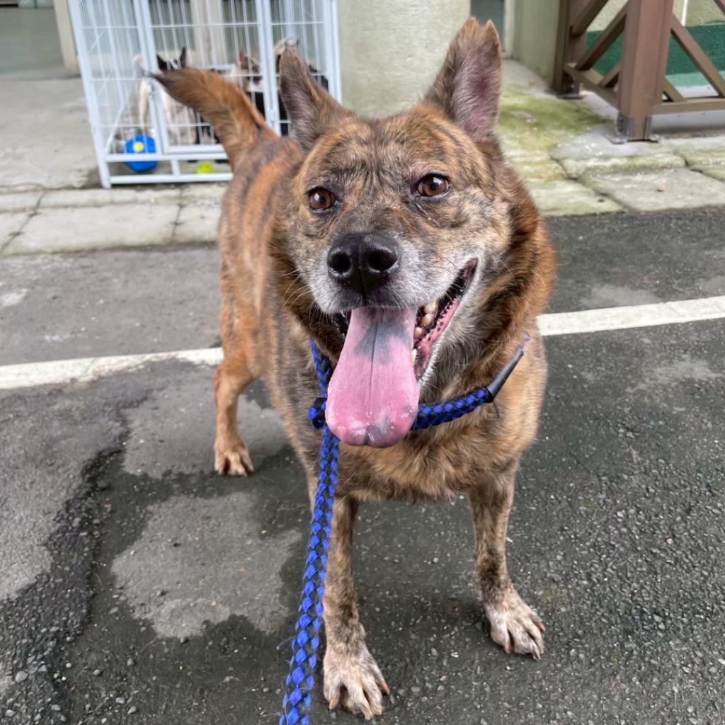 Photo of No. QAAAG1131018001, Adult · Male · Medium · Mixed breed