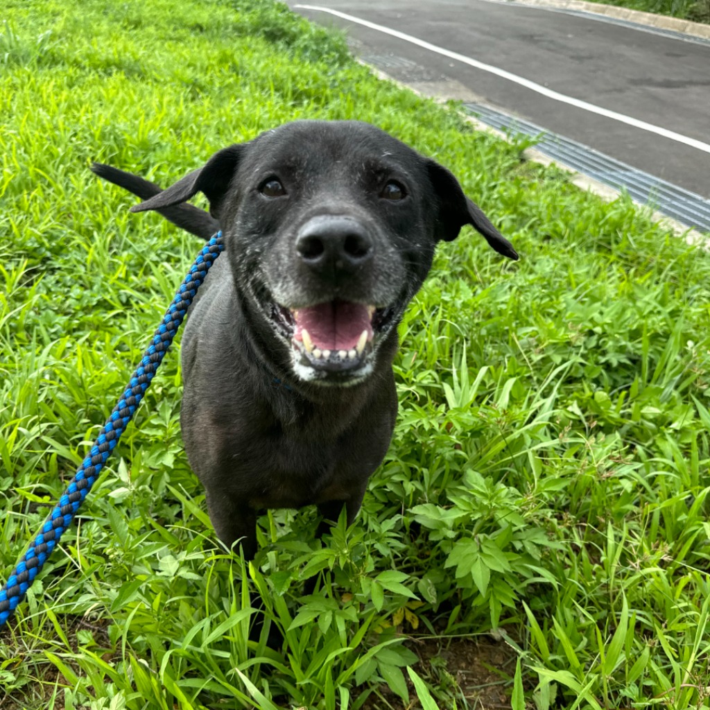 Black adult male mixed-breed dog, Large, shelter no. …8002