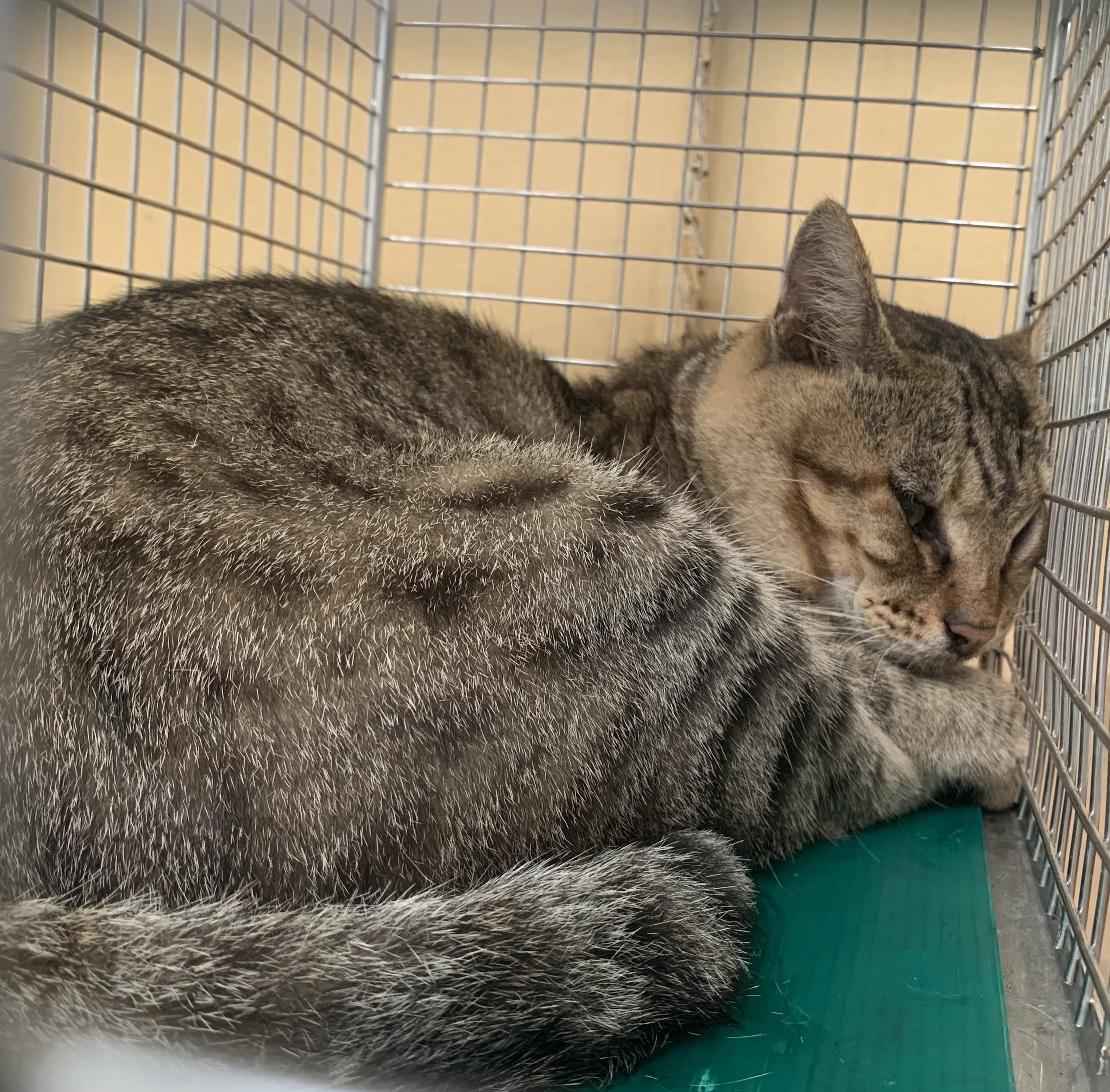 Tabby adult male mixed-breed cat, Small, shelter no. …0210