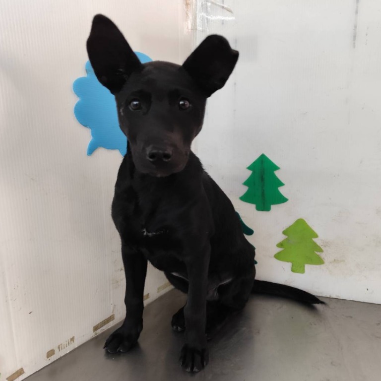 Black adult male mixed-breed dog, Large, shelter no. …2106