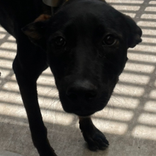 Photo of No. EAAAG1140903002, Adult · Male · Large · Mixed breed