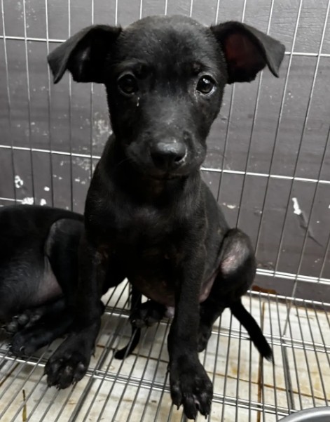 Black young male mixed-breed dog, Medium, shelter no. …3005