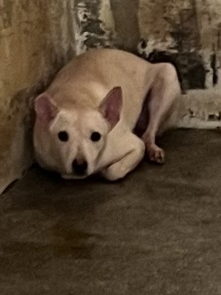 Tan adult female mixed-breed dog, Large, shelter no. …3007