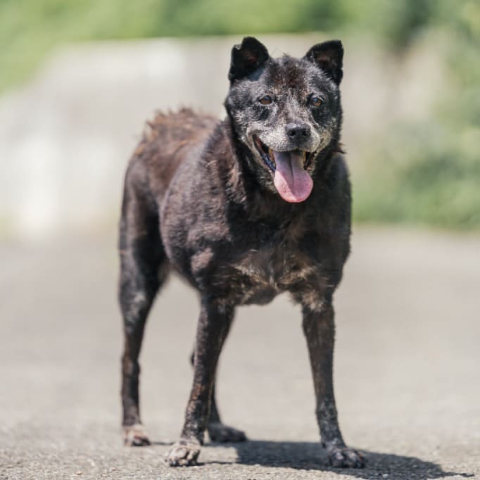 Photo of No. AAACG106092702, Adult · Male · Medium · Mixed breed