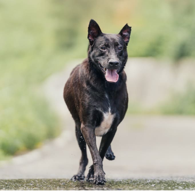 Photo of No. AAACG1110513002, Adult · Male · Small · Mixed breed