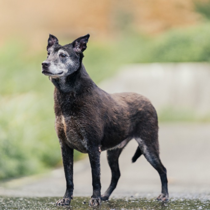 Photo of No. AAACG1070927001, Adult · Male · Medium · Mixed breed