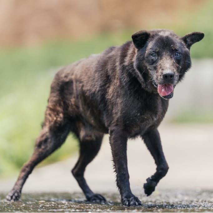 Black adult male mixed-breed dog, Medium, shelter no. …3005